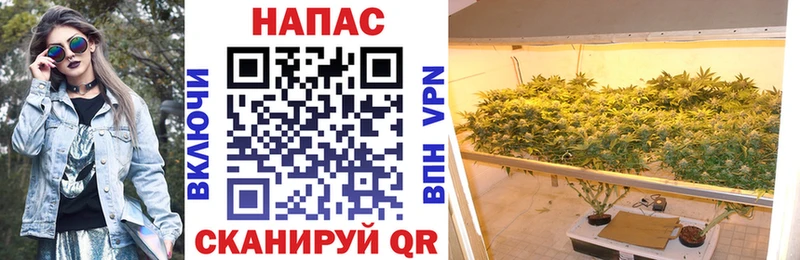 МАРИХУАНА сатива  Яхрома 